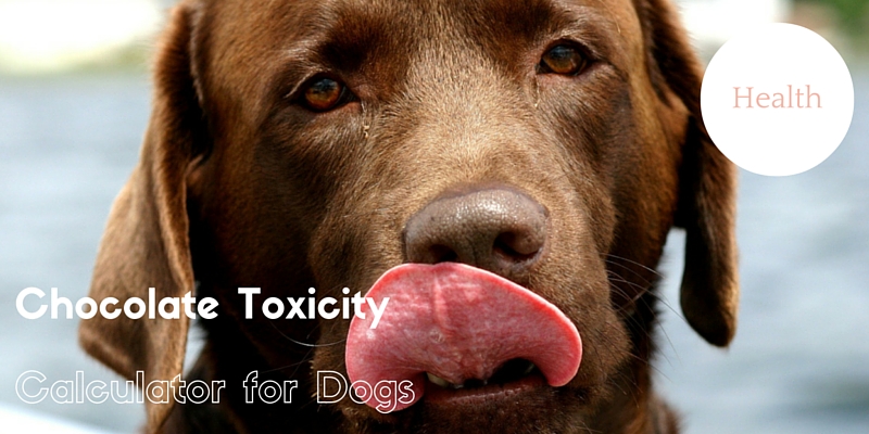 chocolate toxicity dogs