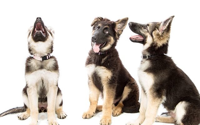 Have a Puppy Question?