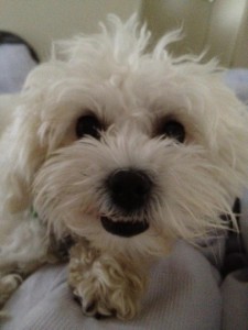 PuppyPages_Ruby_Dog