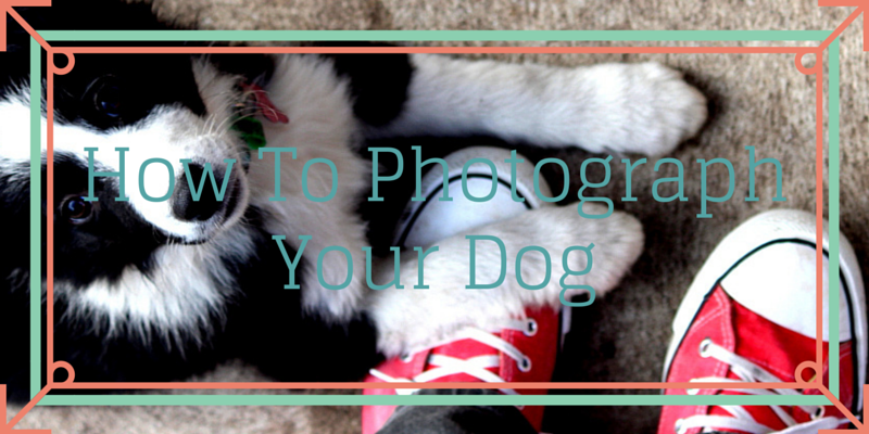 How To Photograph Your Dog
