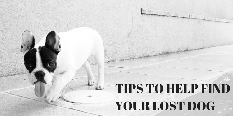 TIPS TO HELP FIND YOUR LOST DOG