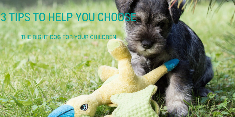 3 TIPS TO HELP YOU CHOOSE THE right dog for your children