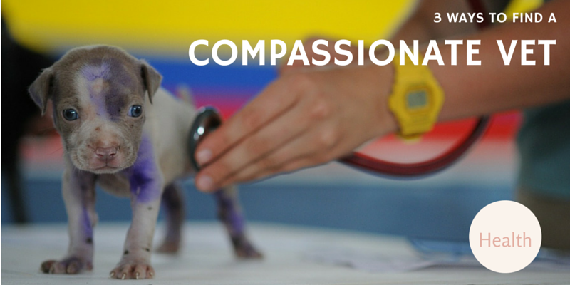 3 ways to find a compassionate vet