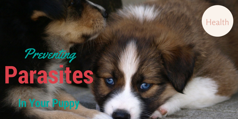 Preventing_Parasites_In_Your_Puppy