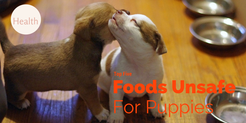 Top Five Foods to avoid puppies