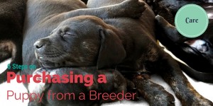 6 steps on Purchasing a Puppy from a Breeder