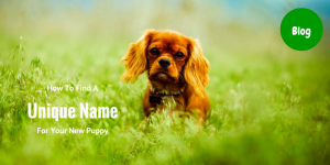 unique-name-for-puppy