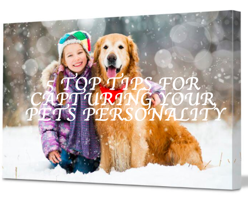 5 TOP TIPS FOR CAPTURING YOUR PETS PERSONALITY