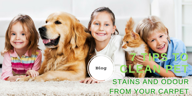 7 Tips to clean pet STAINS AND ODOUR