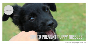 How to Prevent Puppy Nibbles - puppypages