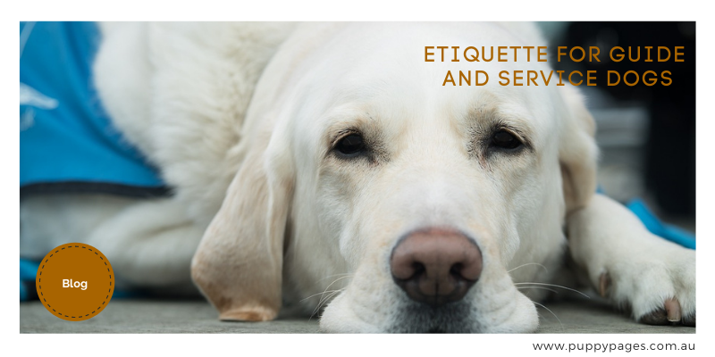 Etiquette for Guide and Service Dogs - puppypages