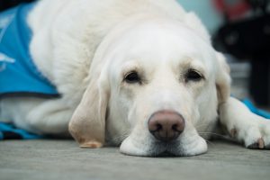 Guide-dog-puppy-pages