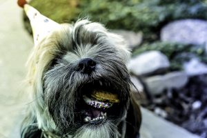 dog-birthday-puppypages