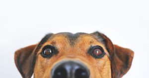 dog-face-puppypages