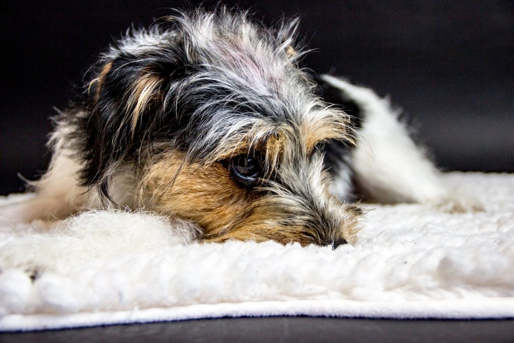 jack russell terrier