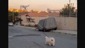 Dog-Going-for-Drone-Walk-Vakis-Demetriou-Facebook-Screenshot