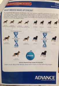 puppypages DNA testing results