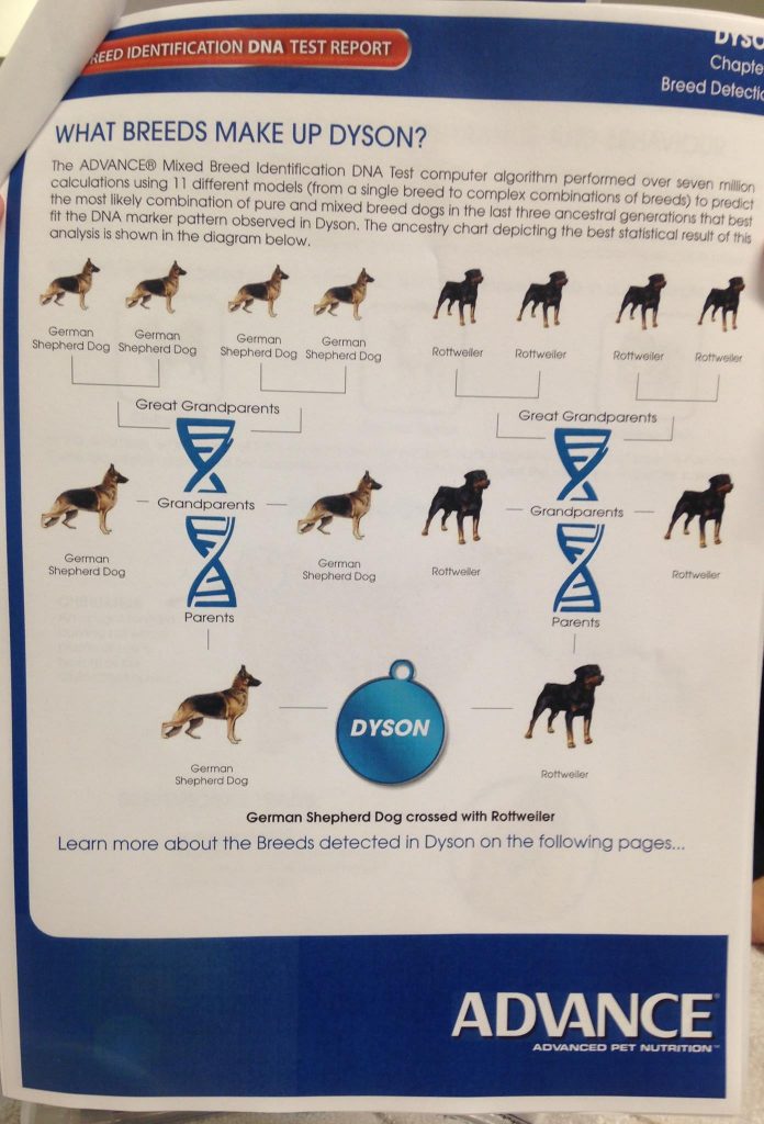 puppypages DNA testing results