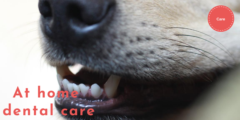 dog open mouth showing teeth. dental care