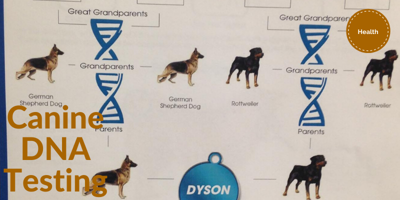 Canine DNA Testing - PuppyPages