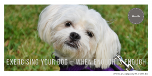 Exercising-your-dog-–-when-enough-is-enough