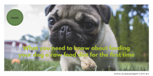 What you need to know about feeding your dog a raw food diet for the first time