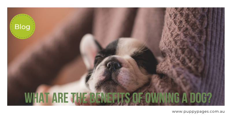 What-are-the-benefits-of-owning-a-dog-puppypages