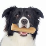 Black and white dog with Himalayan dog chew in his mouth